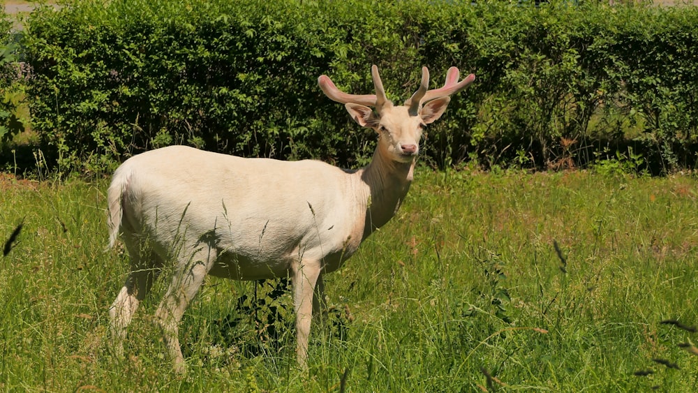 una capra in piedi in un campo di erba alta