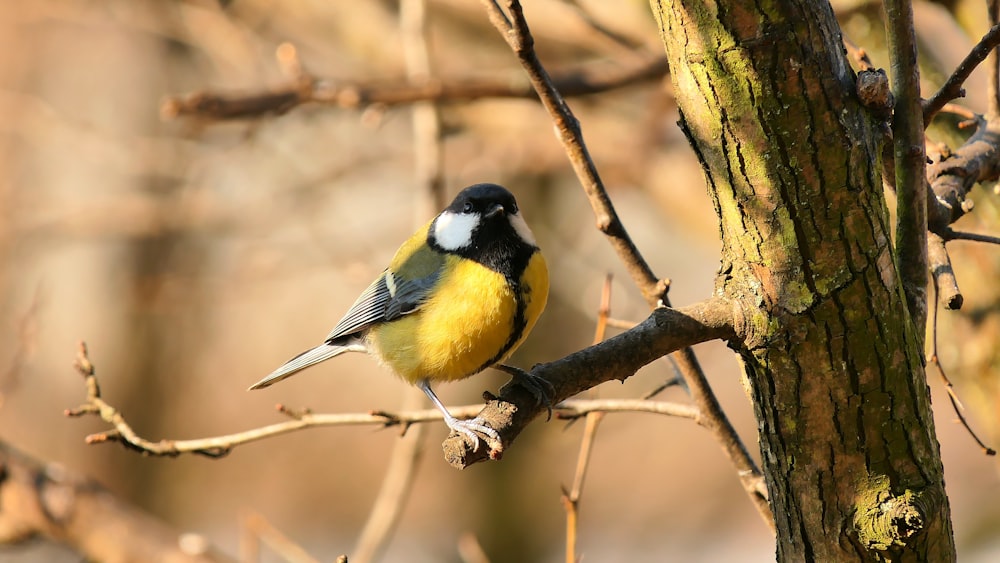 a yellow and black bird perched on a tree branch