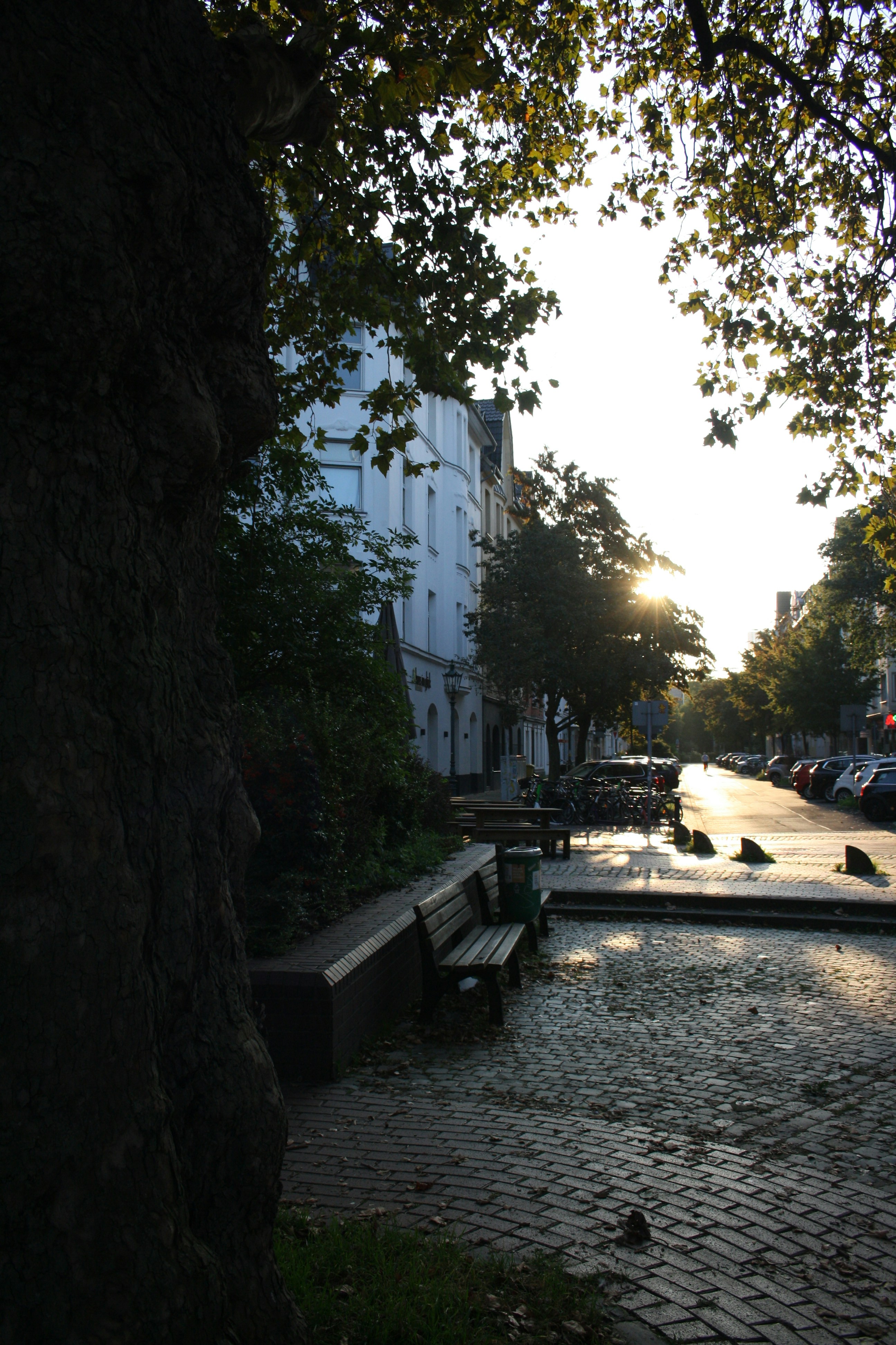 the sun shines through the trees on a city street