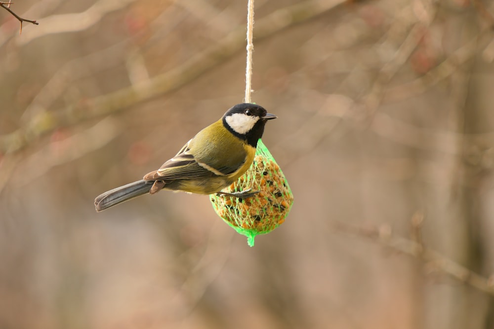 un oiseau qui est assis sur une mangeoire à oiseaux