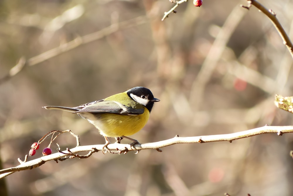 a small bird perched on a branch of a tree