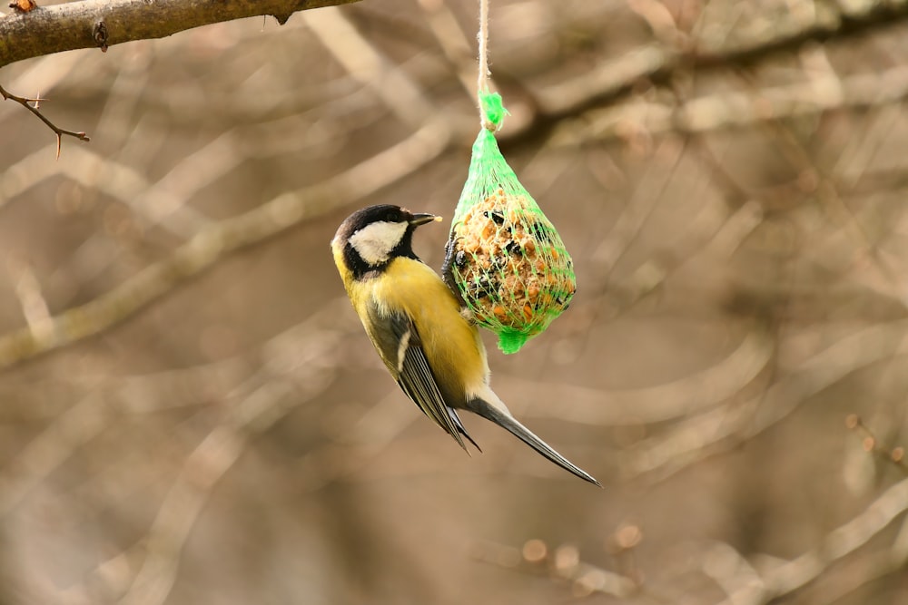 a bird hanging from a tree with a bird feeder
