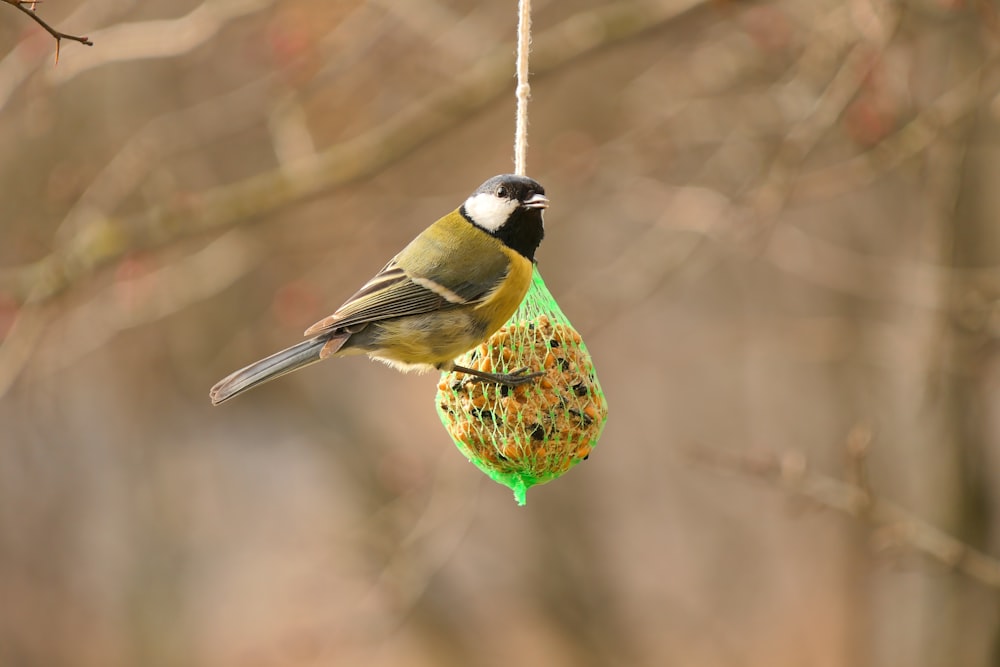 a bird hanging from a bird feeder in a tree