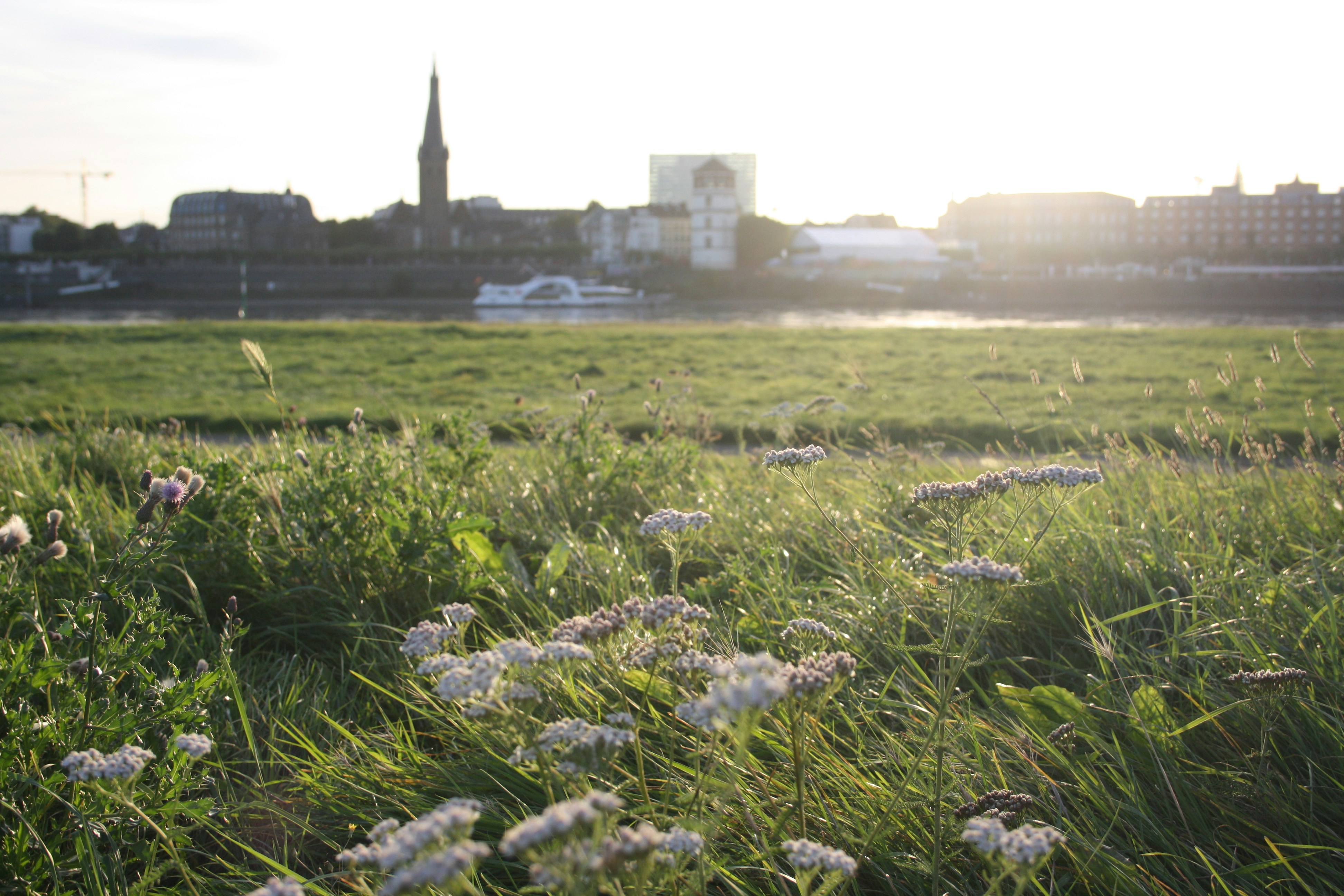 a field of grass and flowers with a city in the background