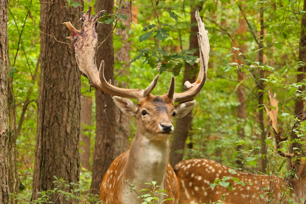 un ciervo con cuernos parado en el bosque