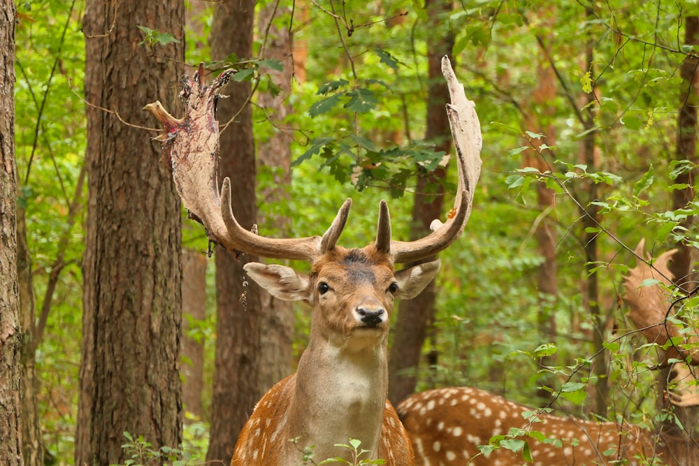 a couple of deer standing next to each other in a forest