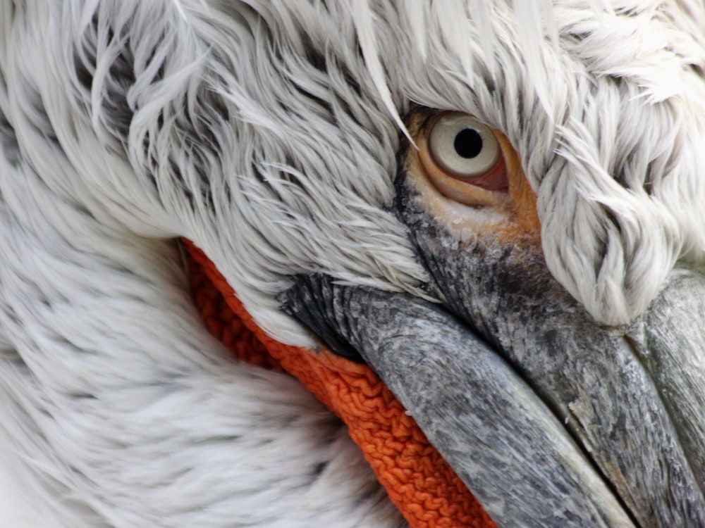 a close up of a bird with a very long beak