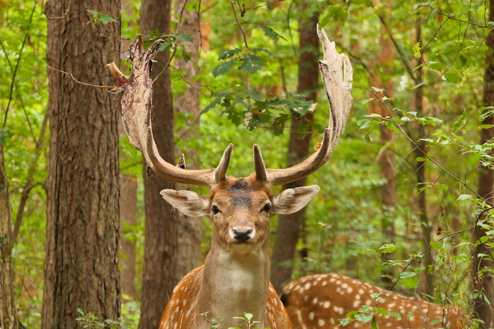 un ciervo con cuernos parado en el bosque