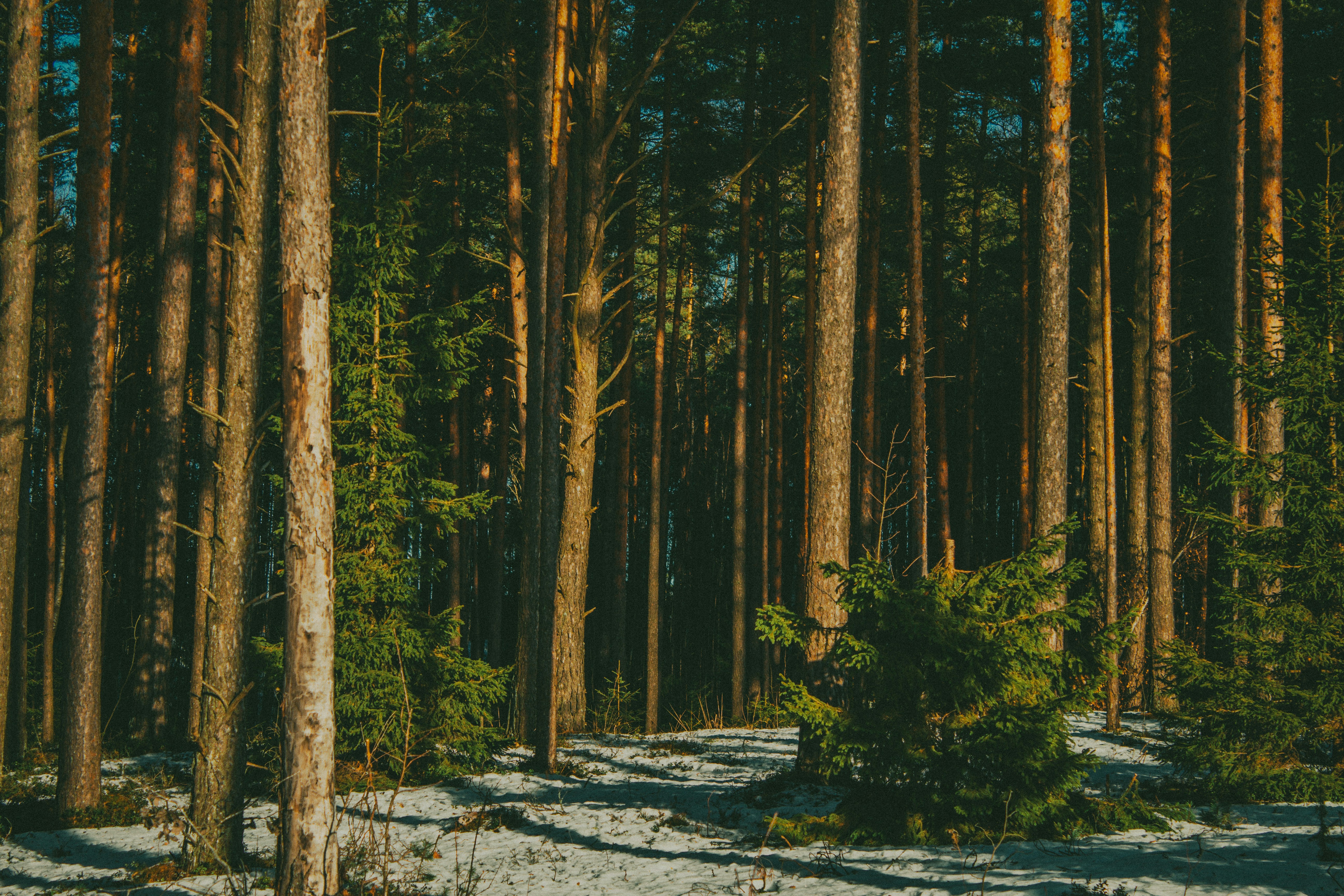 Photo by maximyuryshev