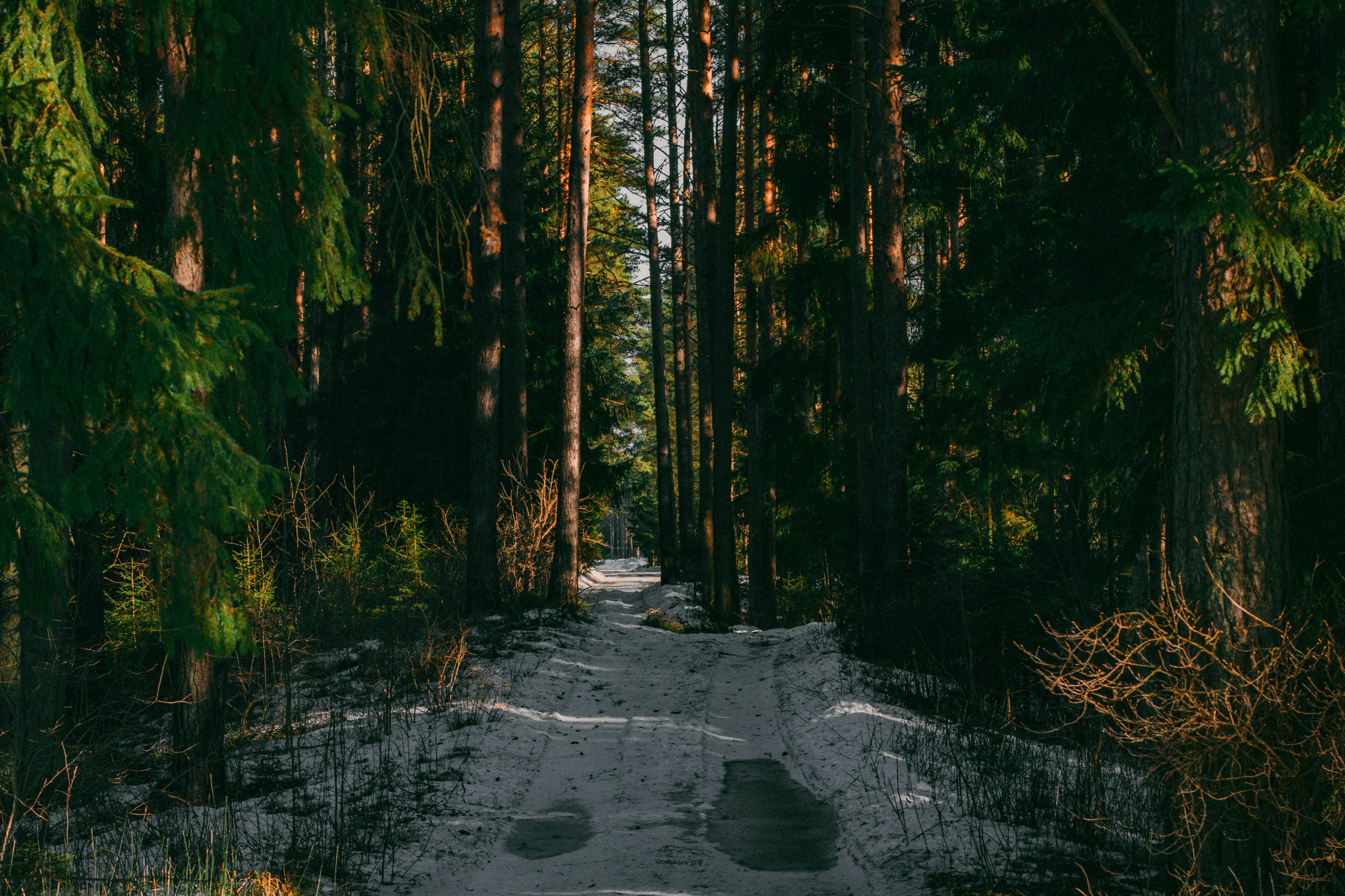 Photo by maximyuryshev