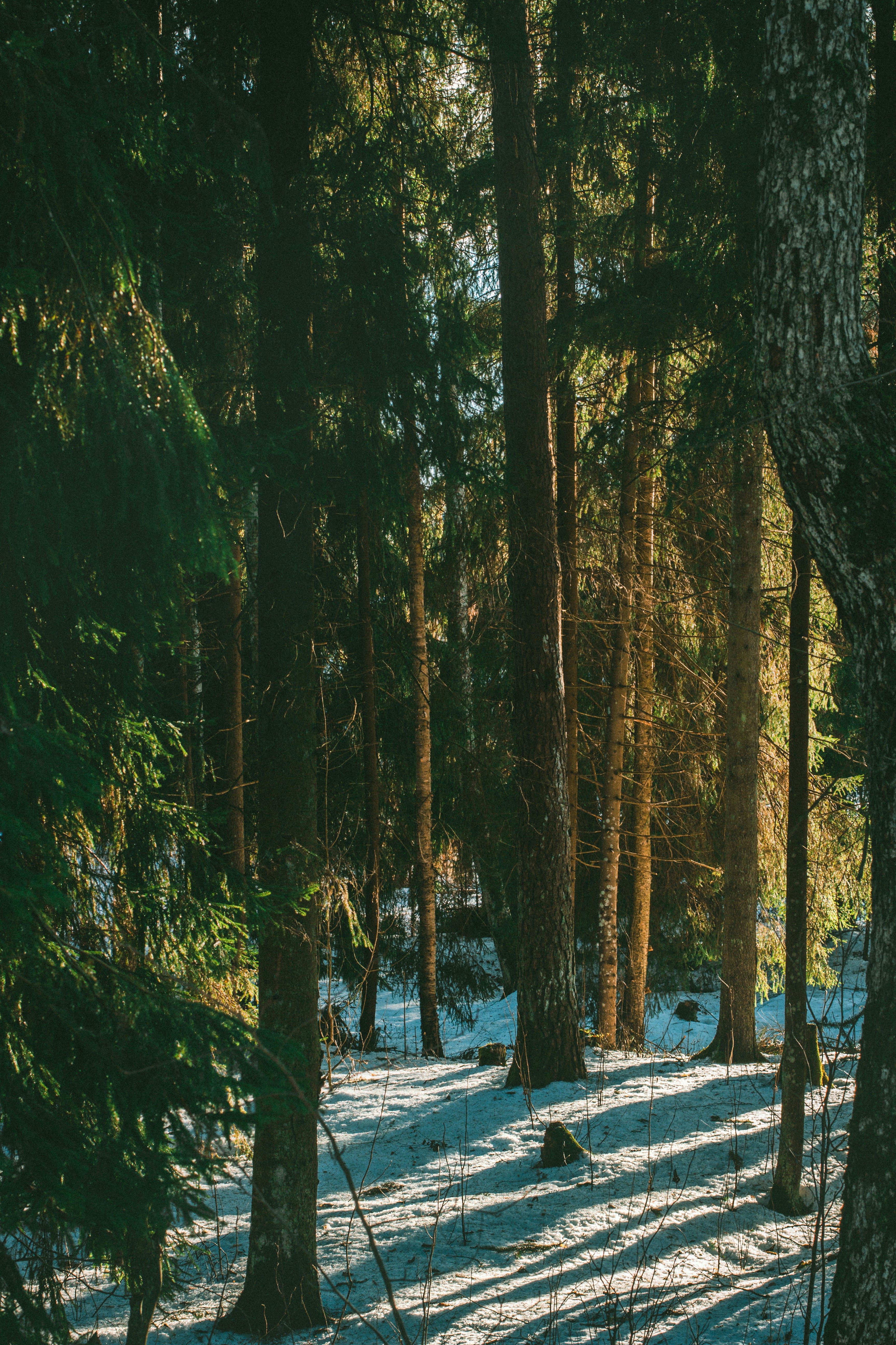 Photo by maximyuryshev