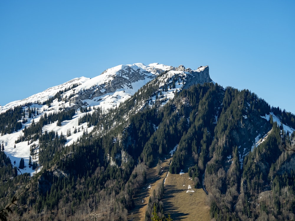 a mountain covered in snow and trees under a blue sky