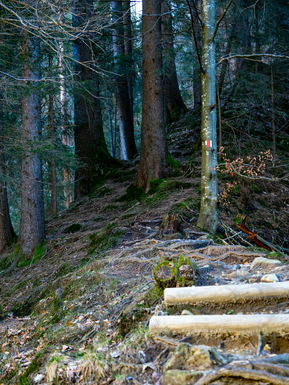 a set of stairs leading up a hill in the woods