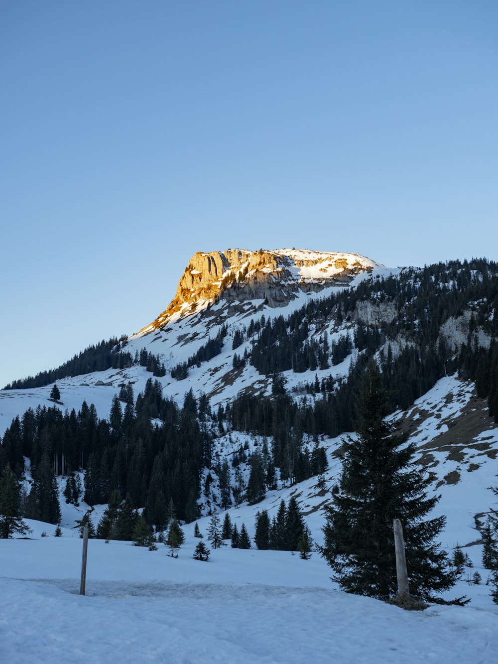 a snow covered mountain with trees in the foreground