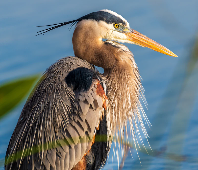 Great Blue Heron (Ardea herodias)