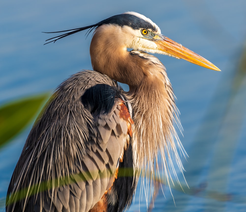 a close up of a bird on a body of water