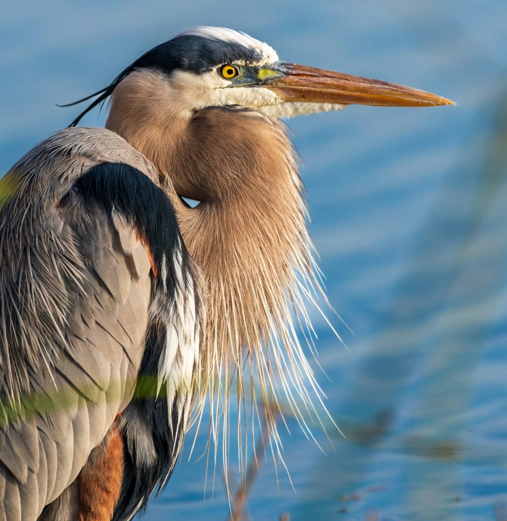 a close up of a bird standing in the water