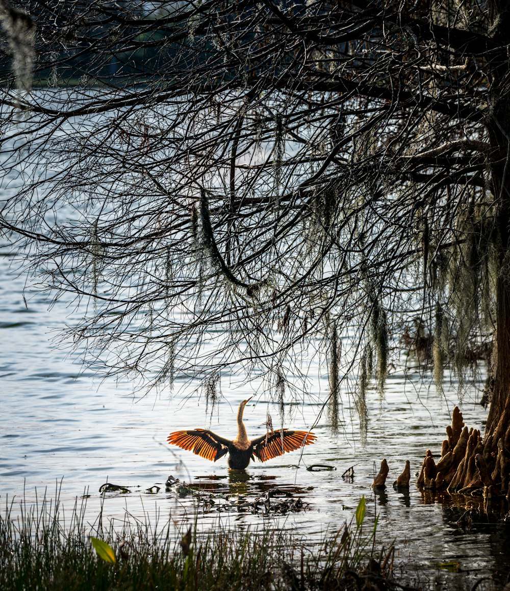 a large bird flying over a body of water