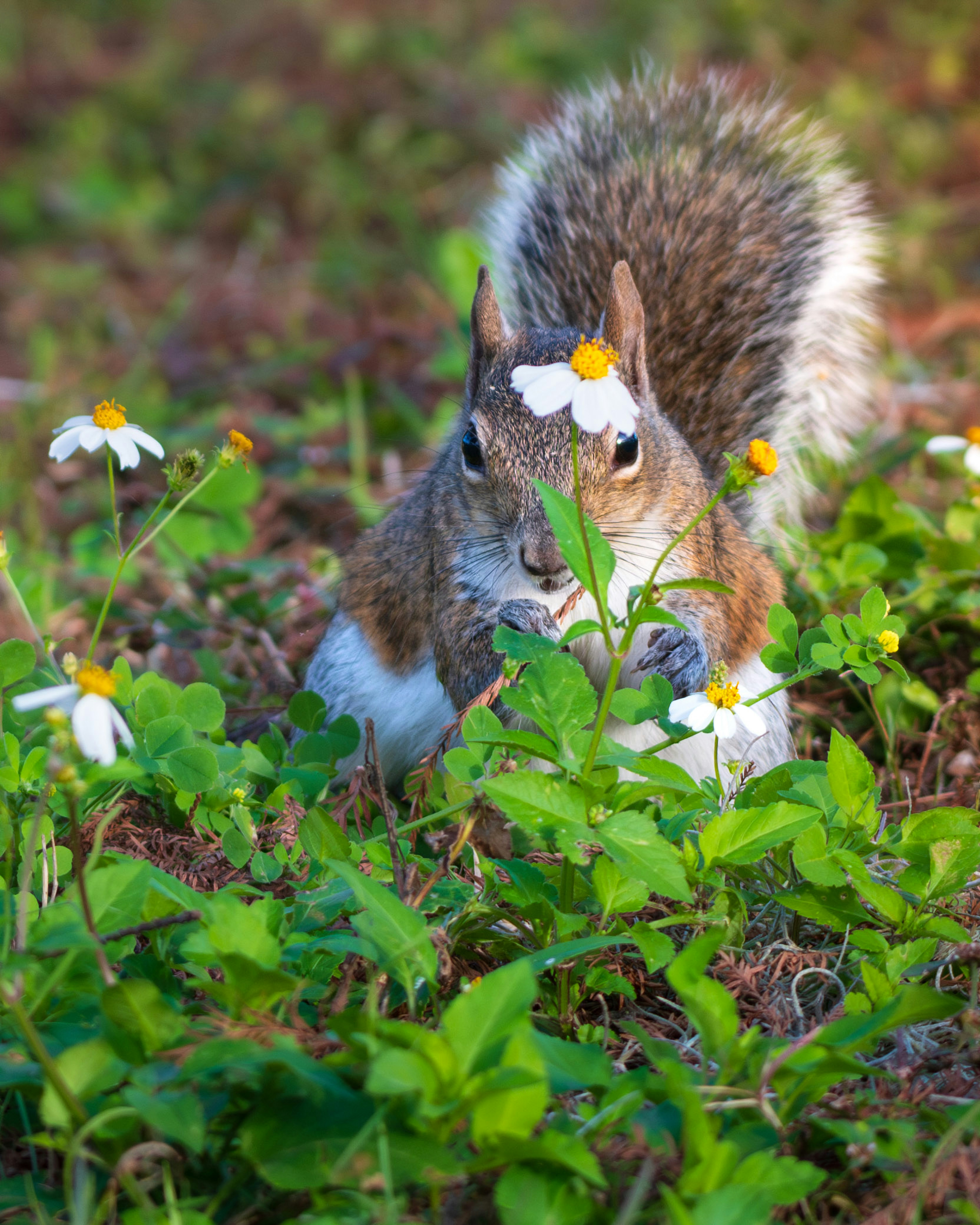 A squirrel eating a flower in a field photo – Free Lakewood ranch Image ...