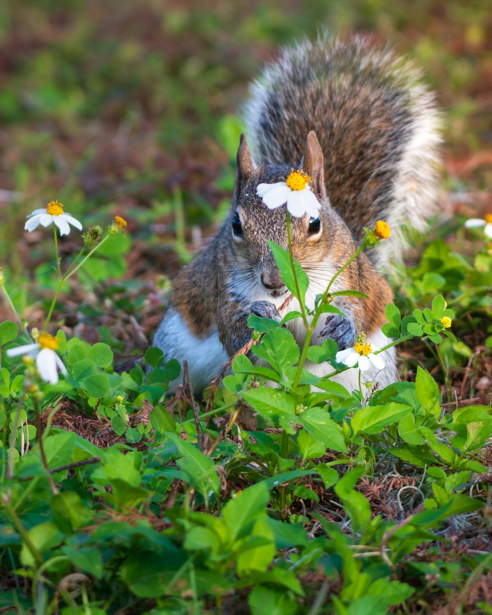 a squirrel eating a flower in a field