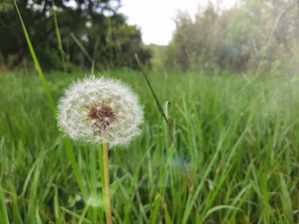 un pissenlit au milieu d’un champ herbeux