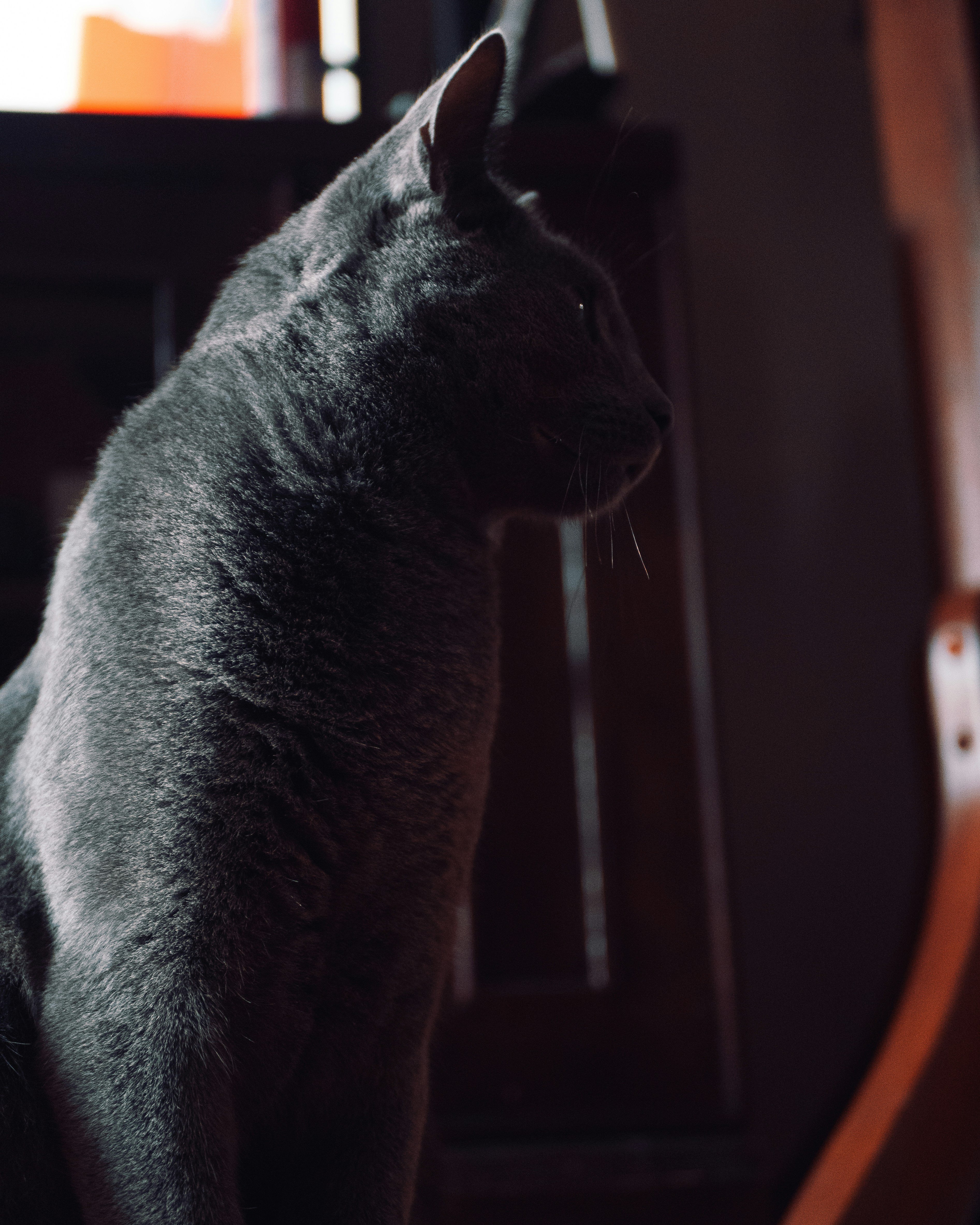 a gray cat sitting on top of a wooden chair
