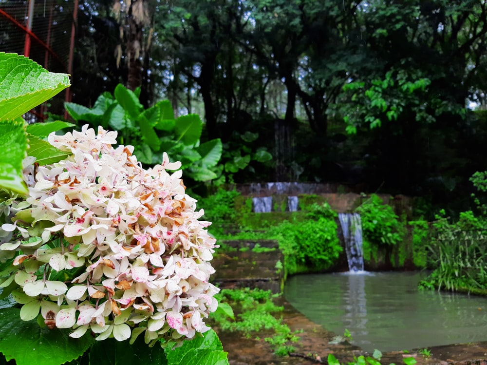 a close up of a flower near a body of water