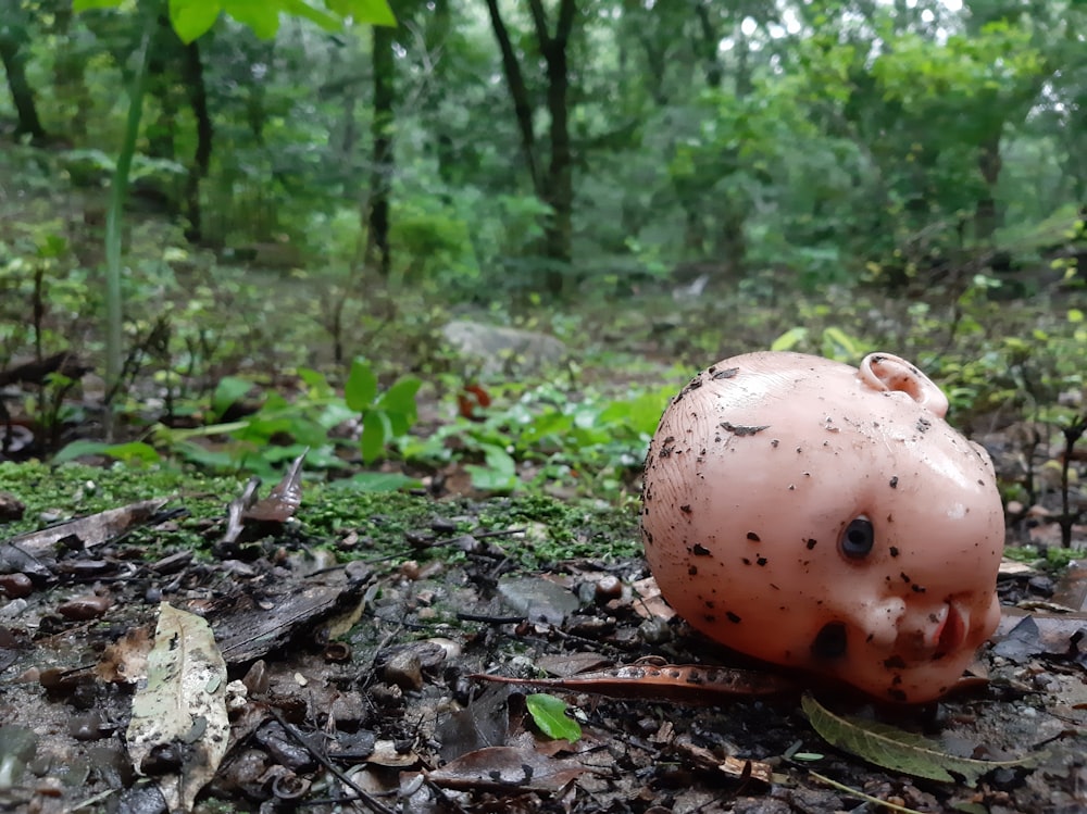a plastic pig head on the ground in a forest