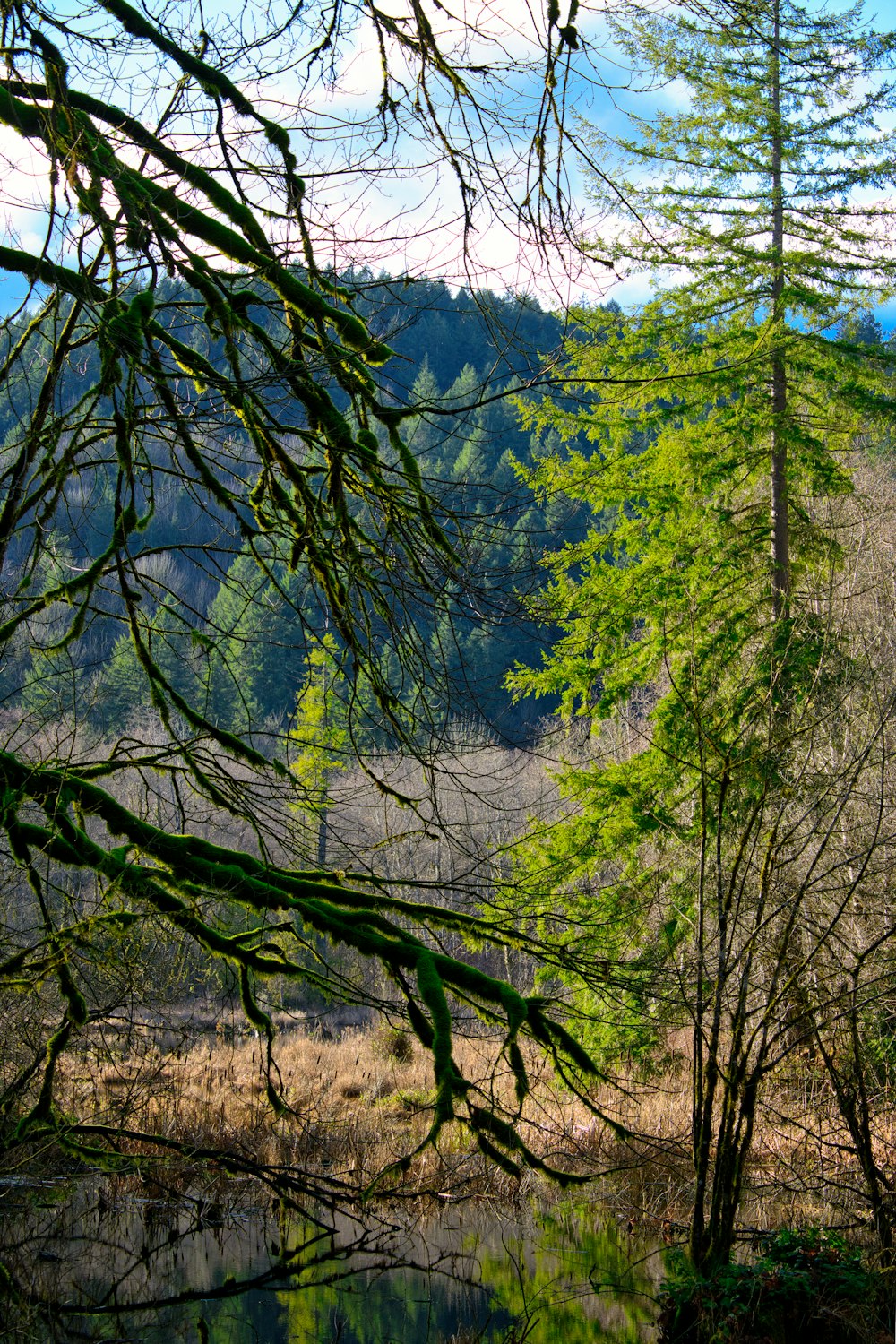 a forest filled with lots of trees next to a lake