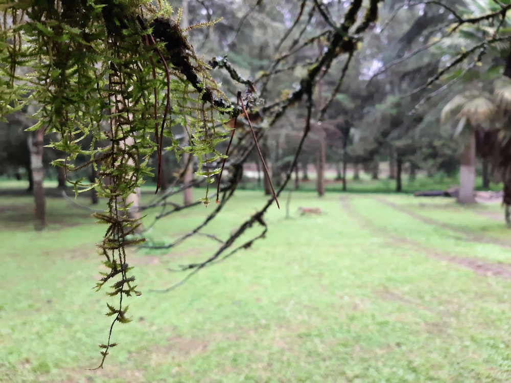 a grassy field with trees in the background