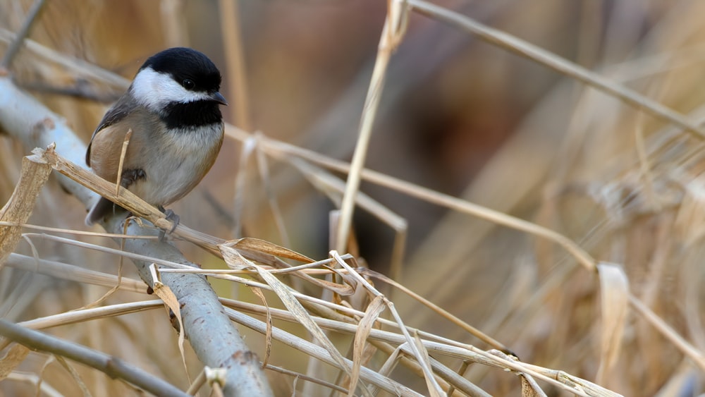 a small black and white bird perched on a branch