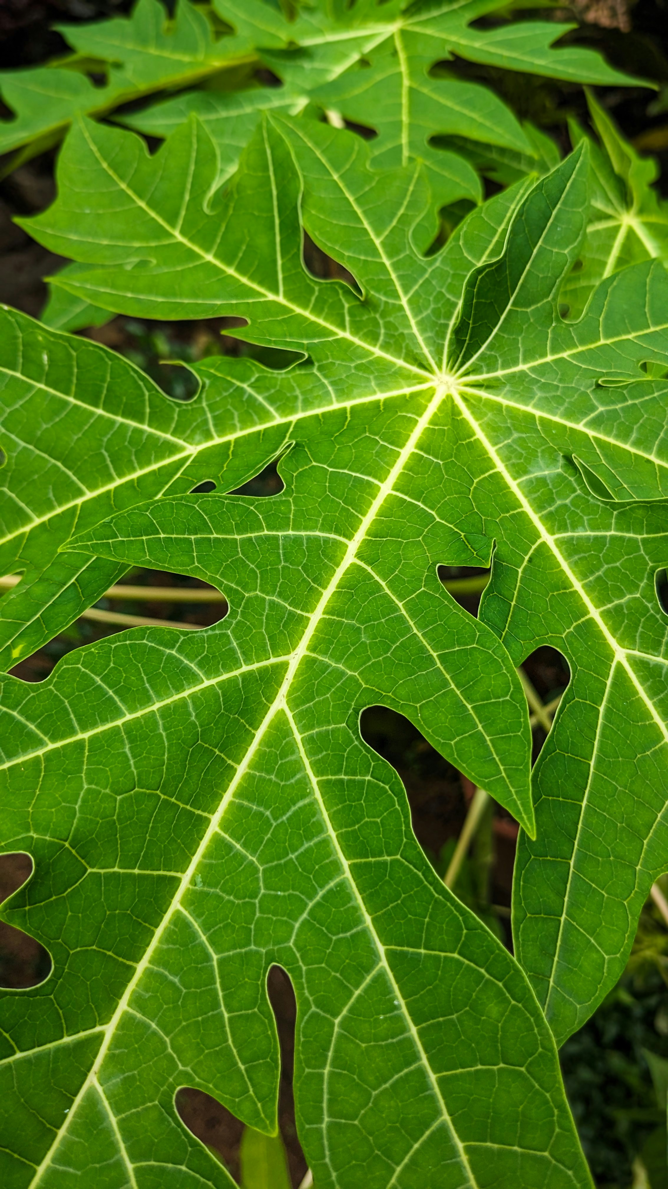 a large green leaf with holes in it