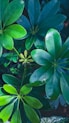 a close up of a green plant with leaves