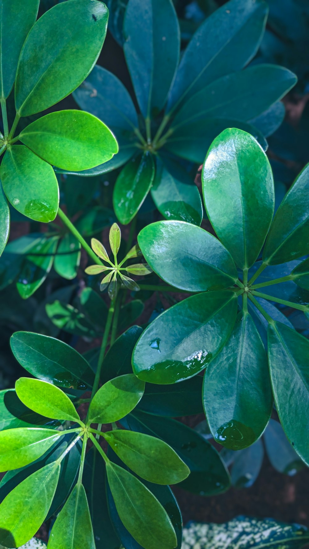 a close up of a green plant with leaves