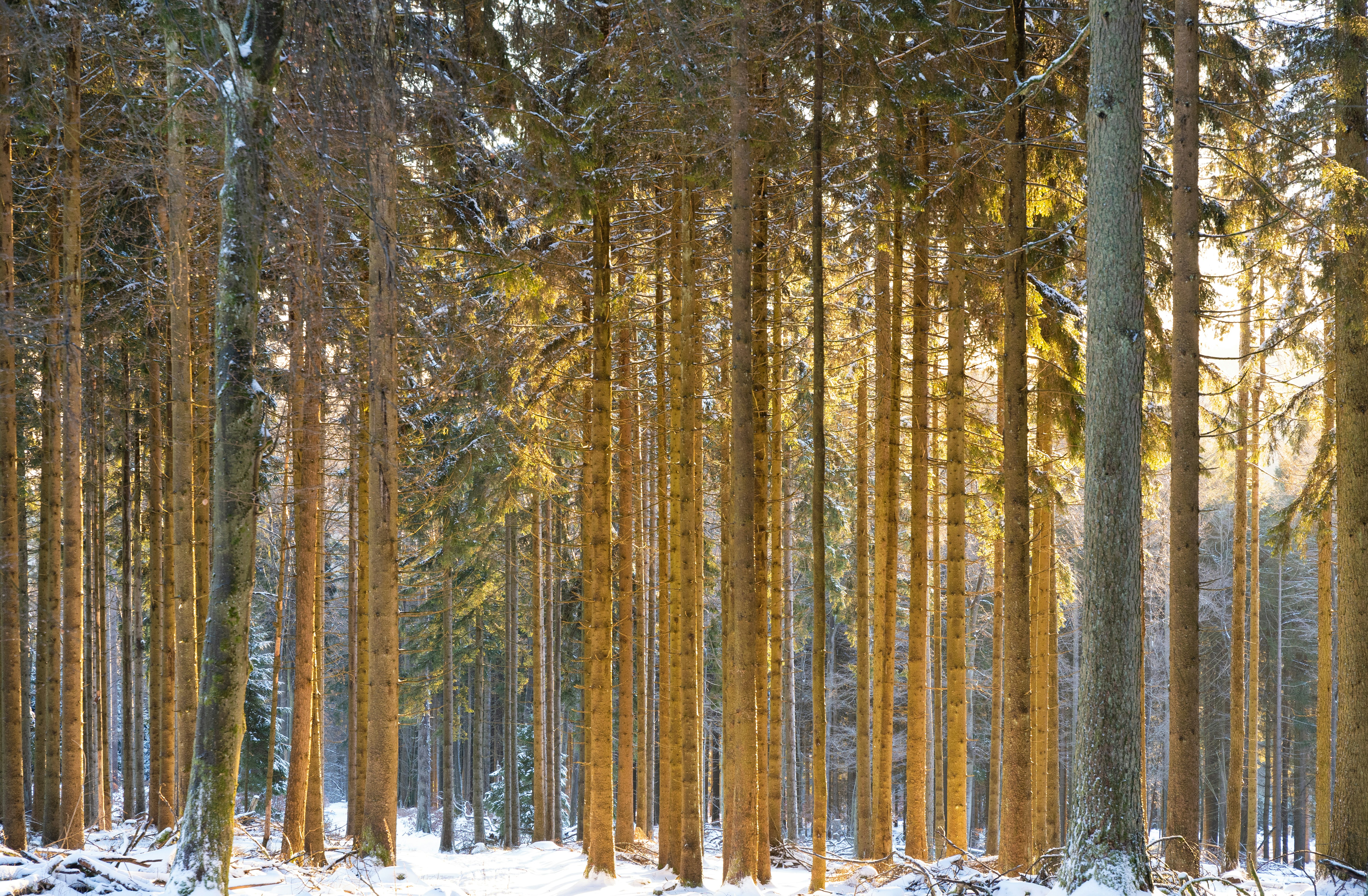 une forêt remplie de nombreux grands arbres recouverts de neige