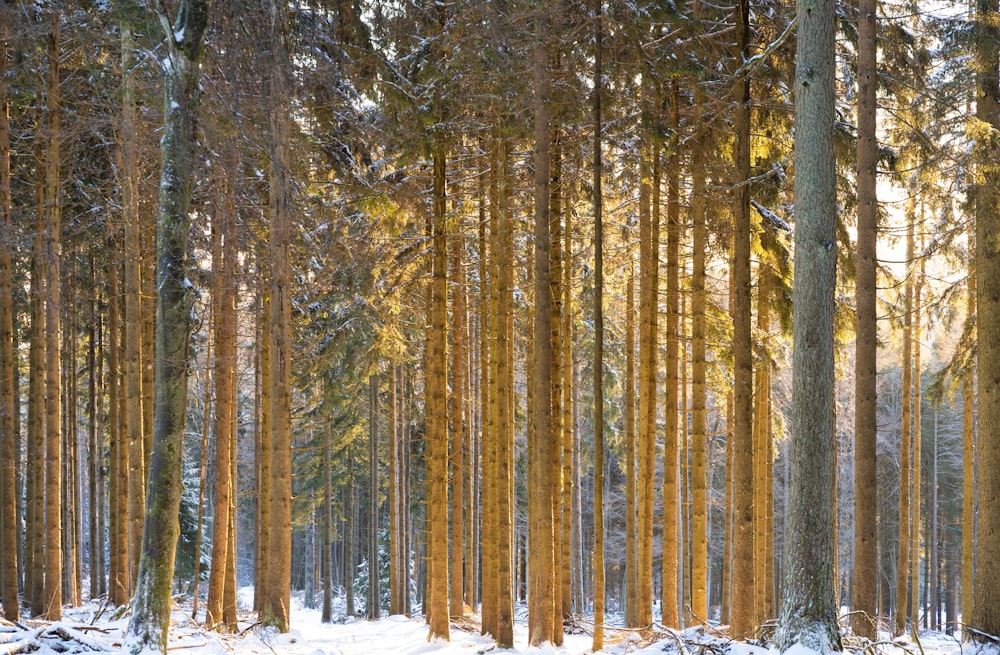 a forest filled with lots of tall trees covered in snow
