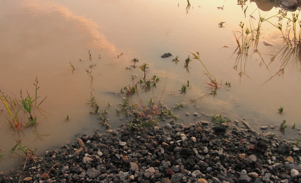 a body of water with rocks and plants in it