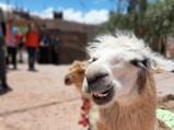 a close up of a llama's face with people in the background