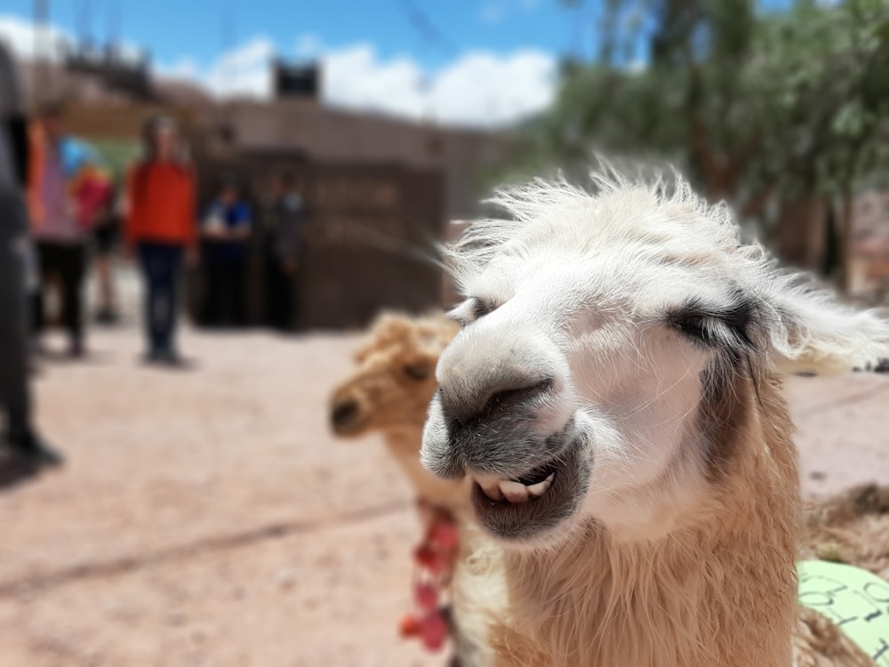a close up of a llama's face with people in the background