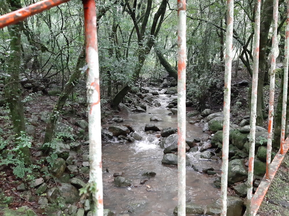 un ruscello che scorre attraverso una foresta verde e lussureggiante