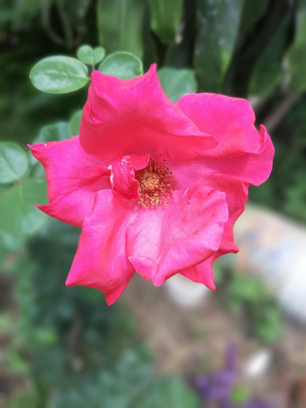 a pink flower with green leaves in the background