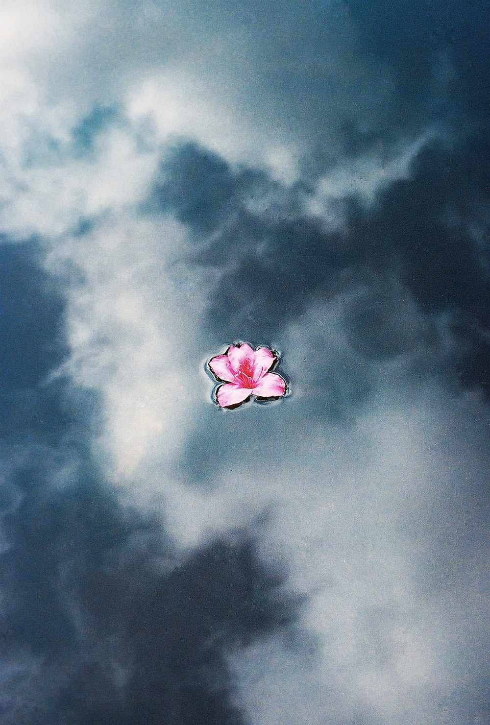 a pink flower floating on top of a body of water