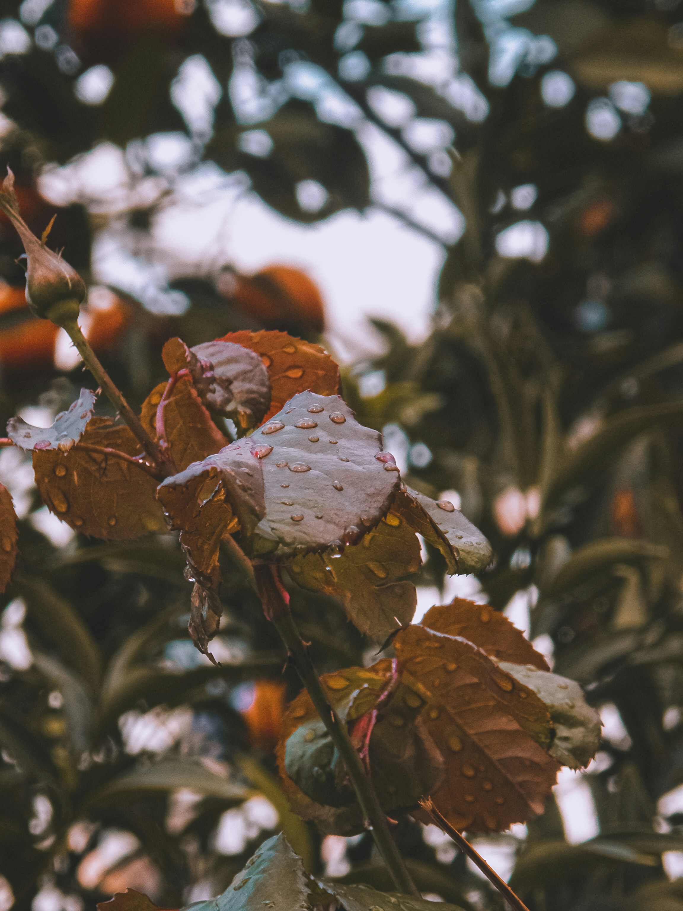 Photo by david_dintsh