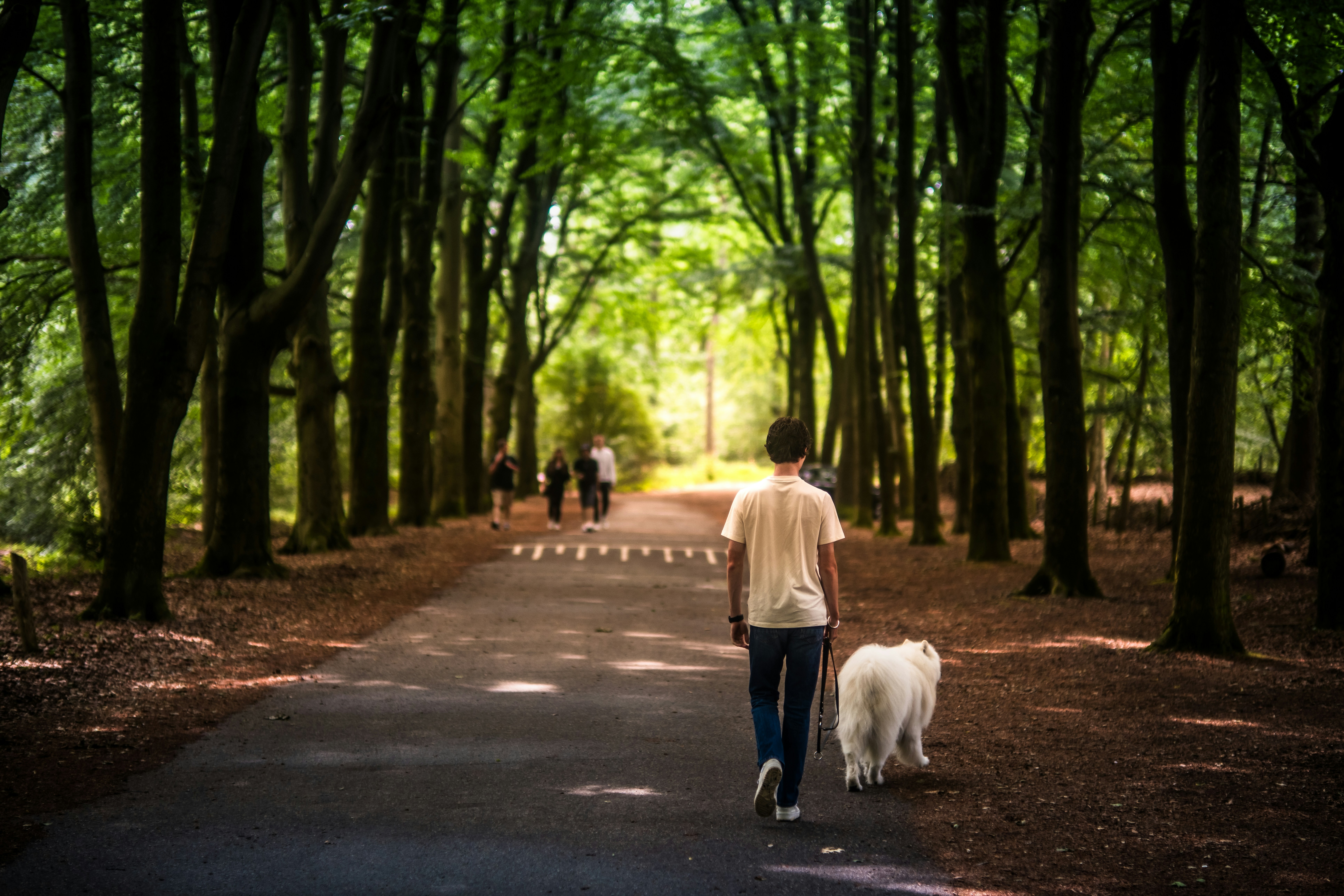 a person walking a dog down a path in the woods