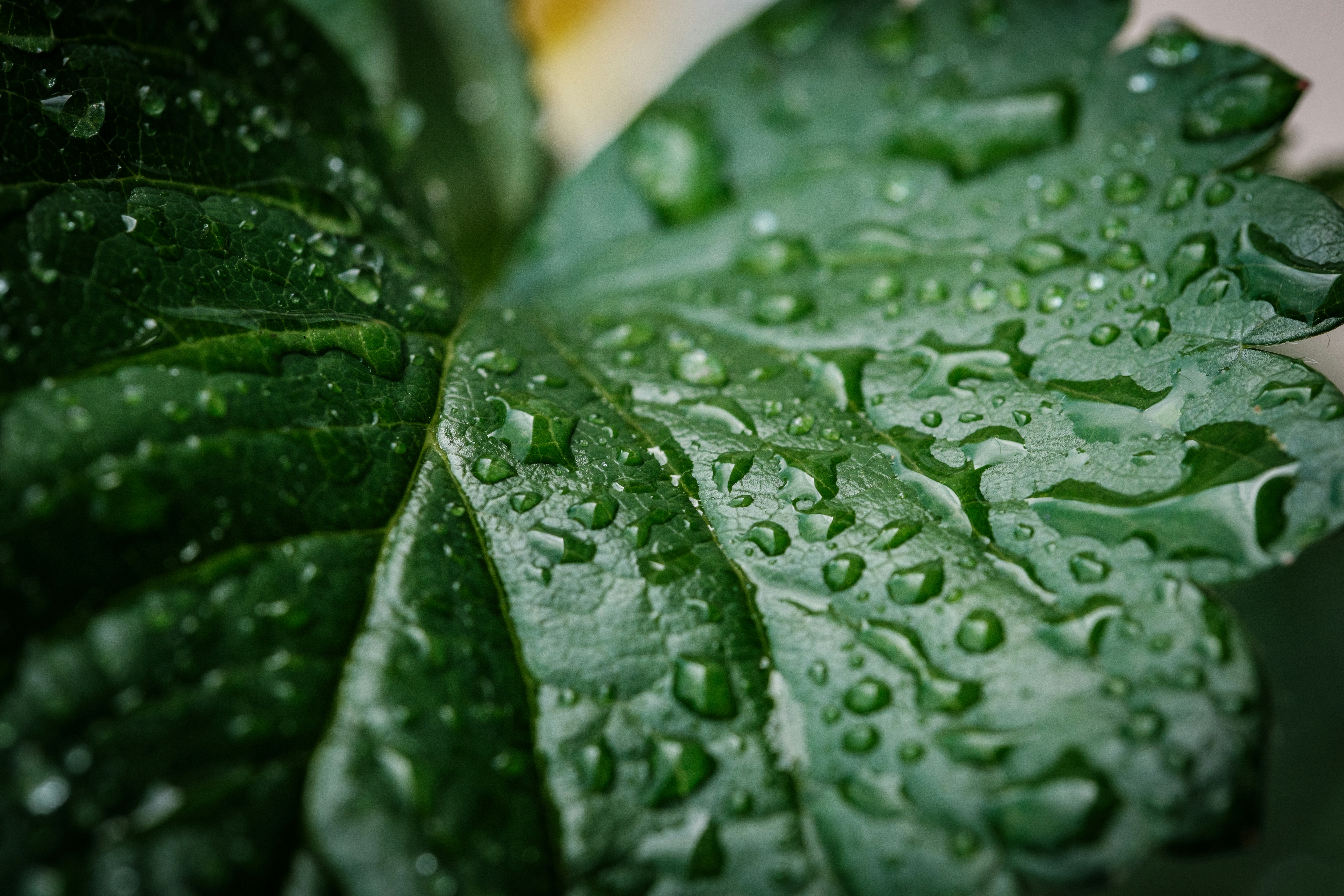 Photo by haberdoedas2