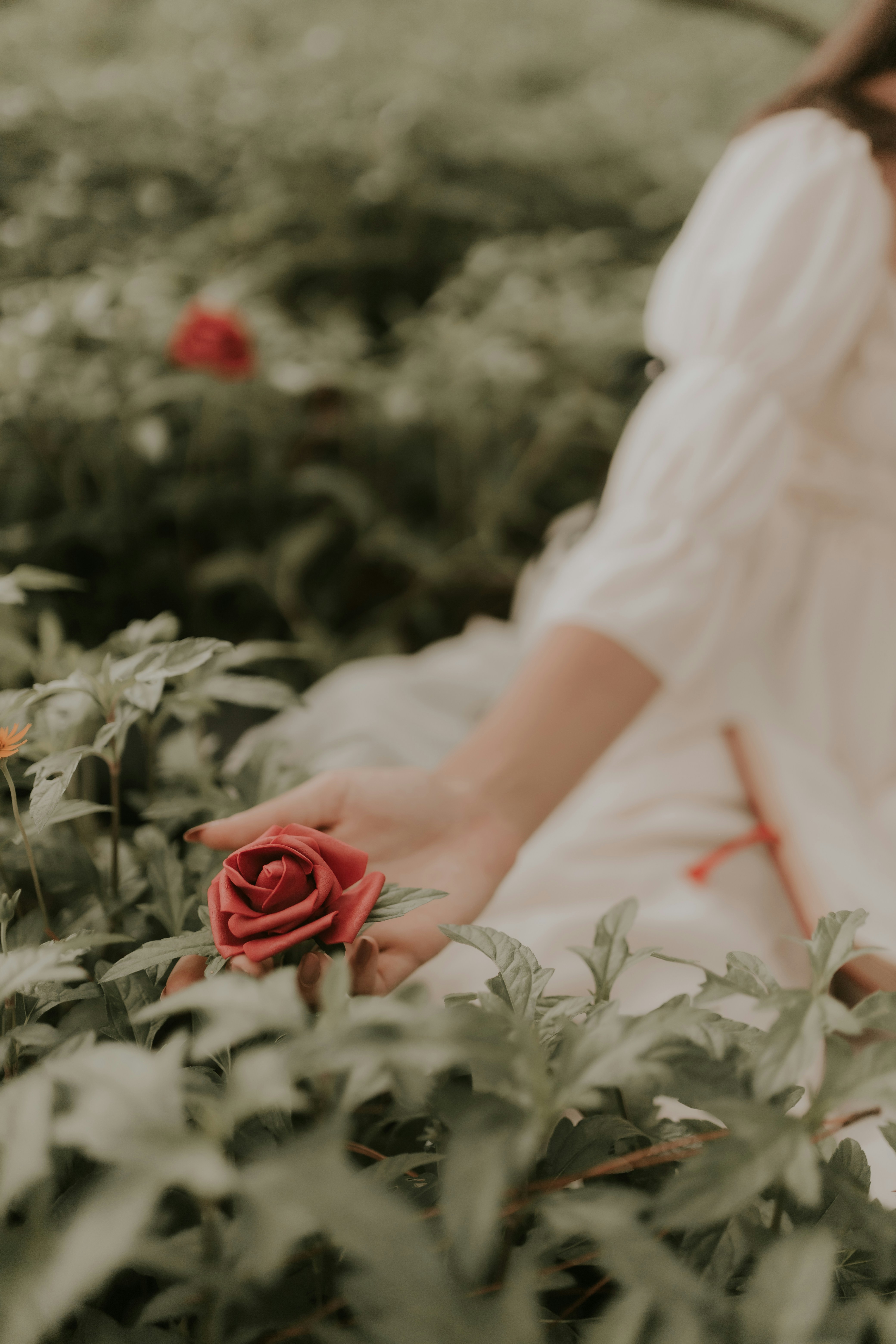 Photo by alexandermassph