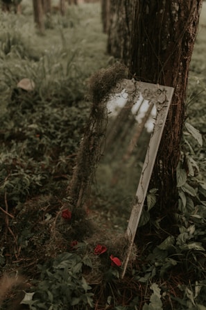 a mirror sitting next to a tree in a forest