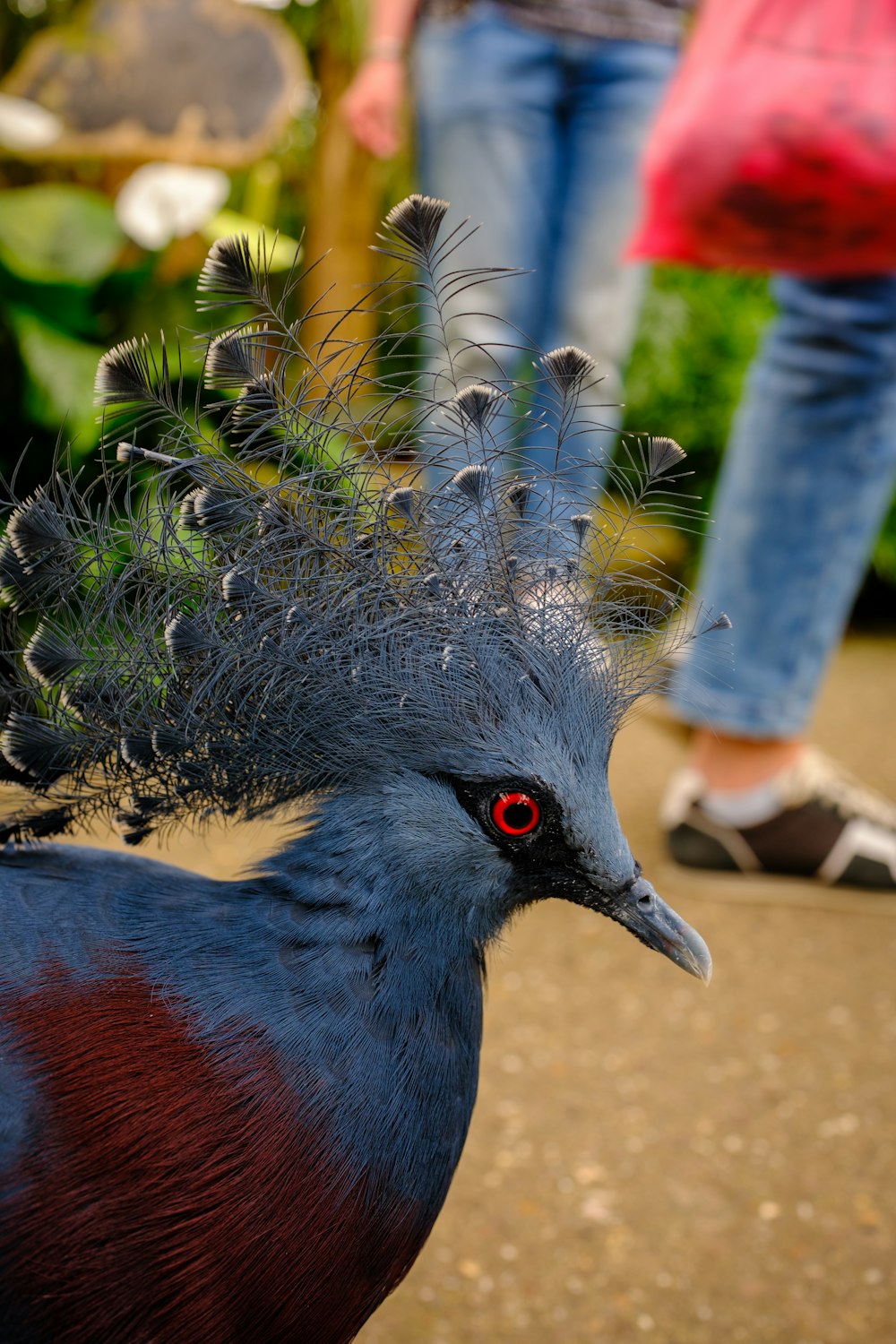 a close up of a bird with a person in the background