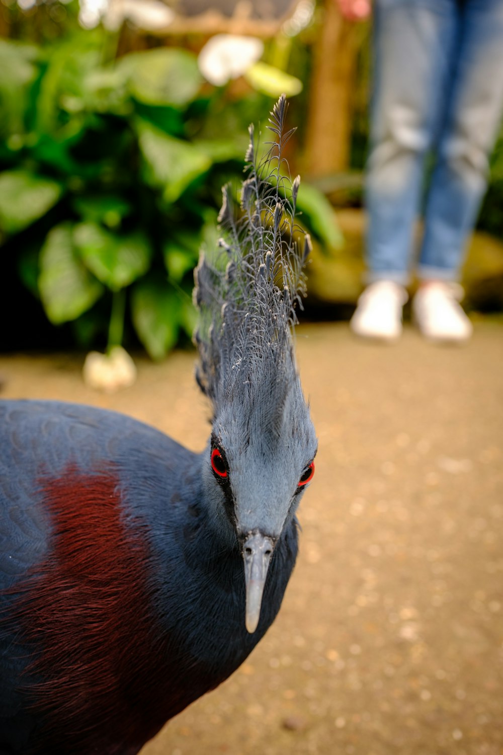 a close up of a bird with a person in the background