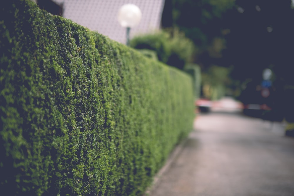 a close up of a hedge on a street